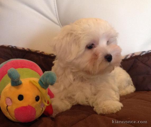 Chiots Bichon Maltais 3 mâles et 2 femelles disponible de suite