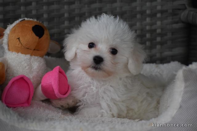 Chiots Bichon Maltais 3 mâles et 2 femelles disponible de suite