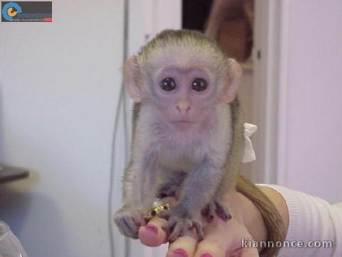 Singes capucins pour une bonne maison