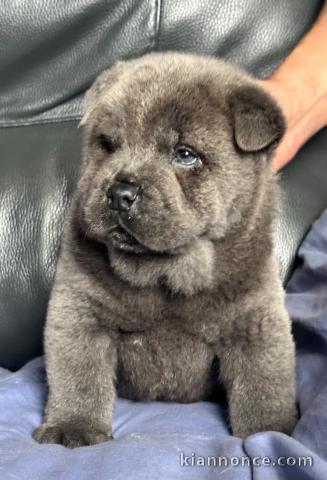 Chiots Chow Chow à adopter