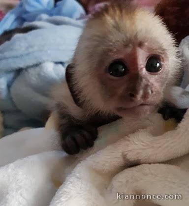 Singes capucins bien dressés disponibles