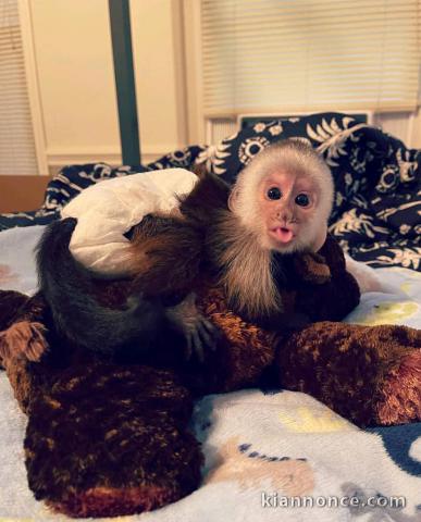 De jolis et étonnants singes capucins