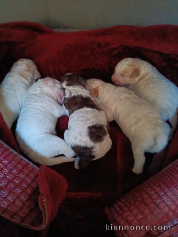 Chiots Lagotto Romagnolo a réserver