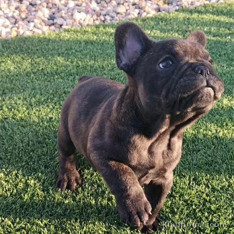 Magnifique chiots bouledogue français à donner