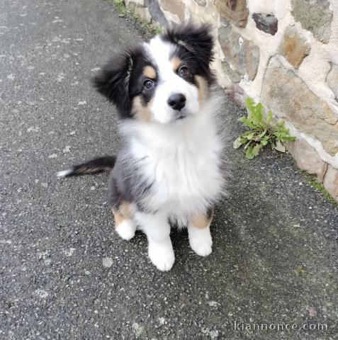 Chiot berger australien tacheté 