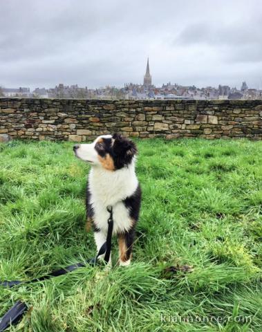 Chiot berger australien tacheté 