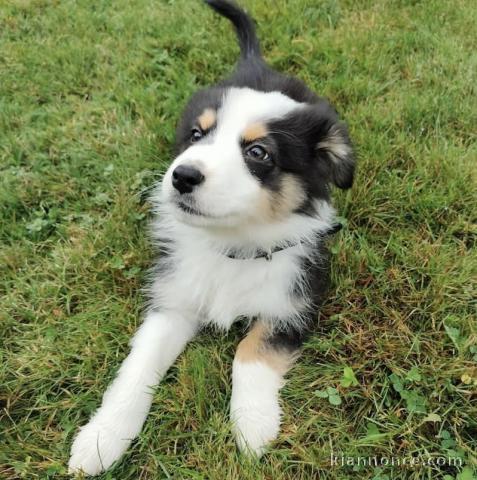 Chiot berger australien tacheté 