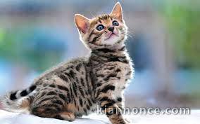 Adorable bengal à donner