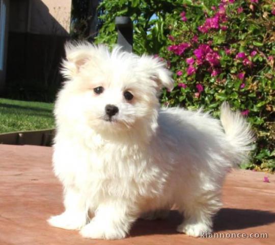 adorable chiot Bichon Maltais