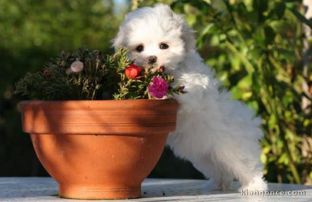 adorable chiot Bichon Maltais