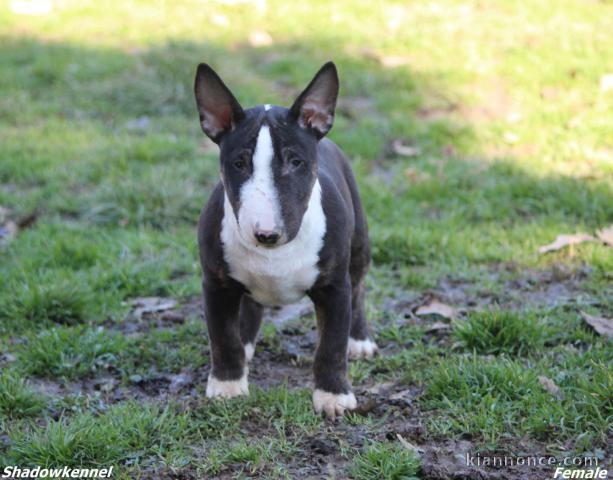 Mini-bull-terrier chiots