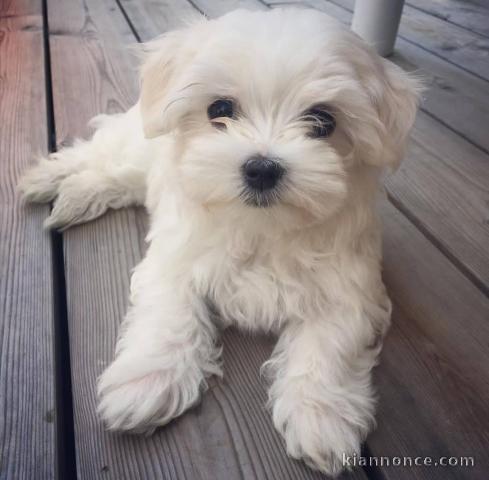 Magnifique Bichon maltais  à donner