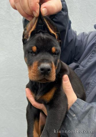 DOBERMAN chiots à vendre