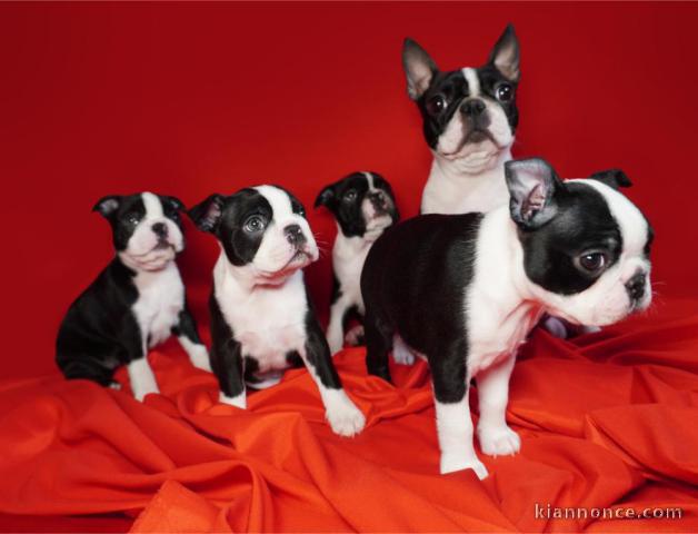 Boston Terrier chiots à vendre