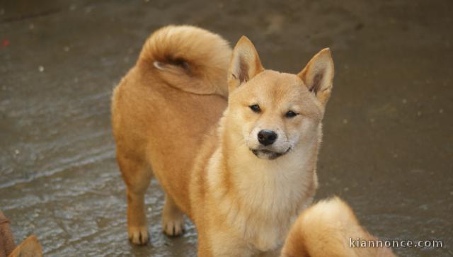 Shiba Inu chiots à vendre