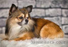 A DONNER ADORABLES CHIOTS CHIHUAHUA POIL LONG