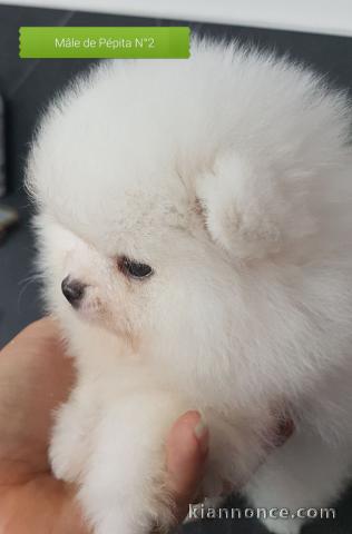 Magnifiques Chiots spitz nan a donné contre très bon soin