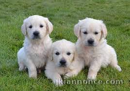 Magnifiques Chiots spitz nan a donné contre très bon soin