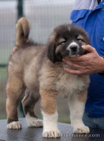 Berger du Caucase chiots