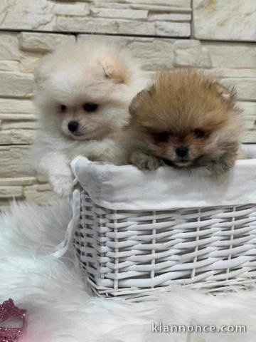 Adorable chiot Spitz nain 