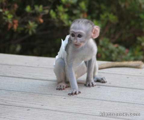 Bébé singe Capucin inscrit lof très choyé