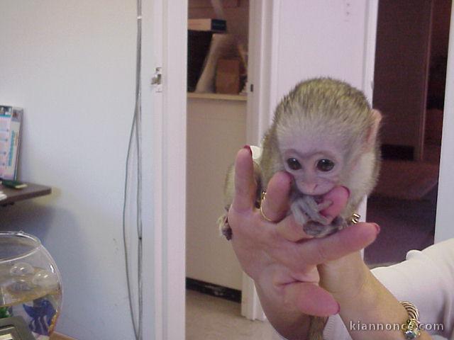 Bébé singe Capucin tres bien apprivoisé intelligent