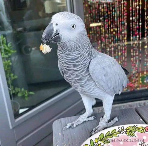 Adoption jolie perroquet gris du Gabon 
