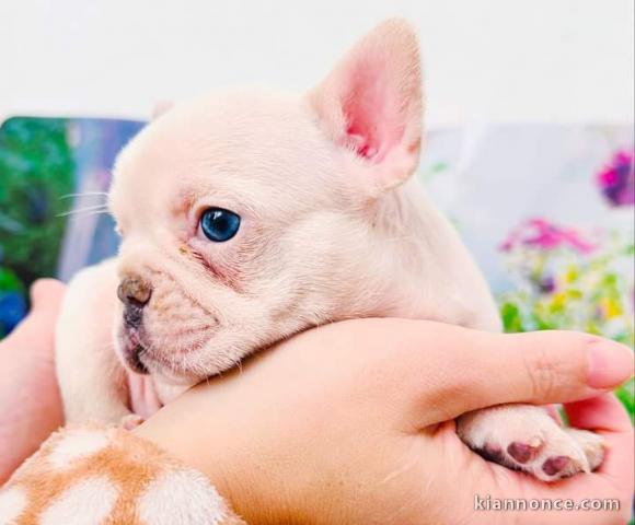 Magnifique chiots bouledogue français a donner 