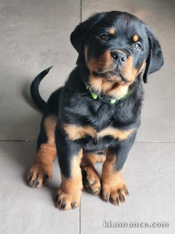 Dons chiots Rottweiler 