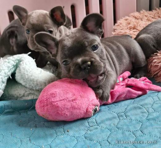 Chiots bouledogue français 