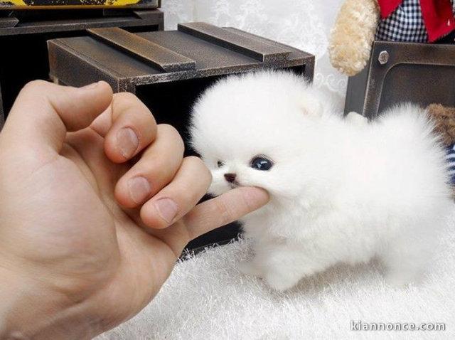 A DONNER CHIOTS SPITZ NAIN TOUT BLANC