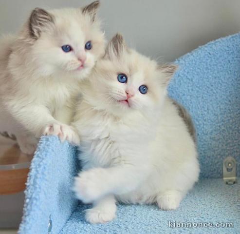 Adorables Chatons Ragdoll