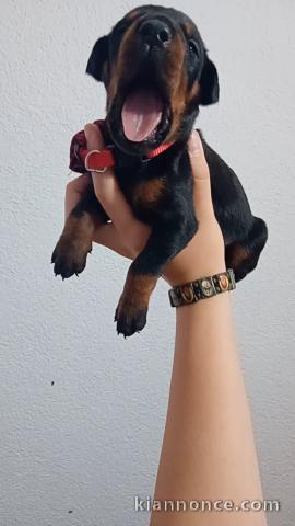 DOBERMAN chiots à vendre