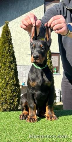 DOBERMAN chiots à vendre