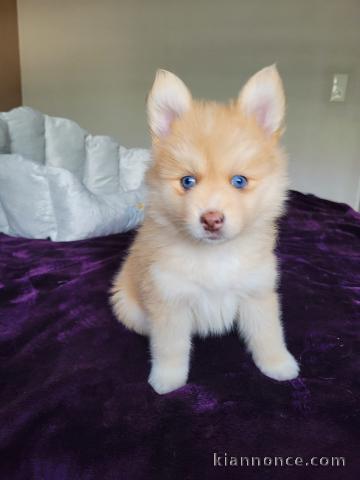 chiots pomsky disponible de suite 