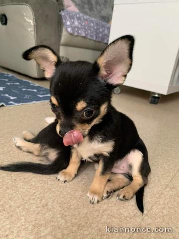 Chiot type chihuahua disponibles 