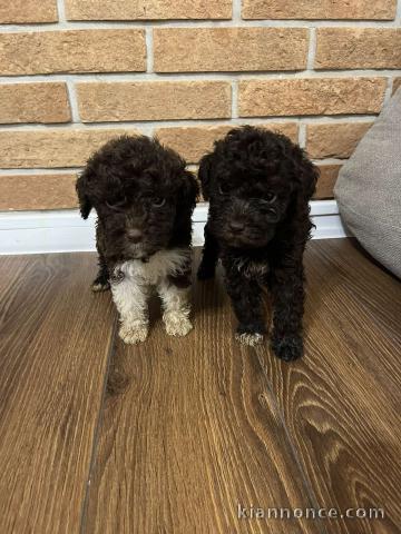 LagottoRomagnolo chiots