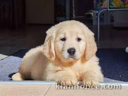 Arrivage des chiots GOLDENS disponible                          J