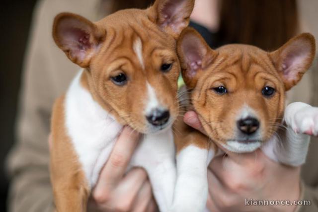 Basenji chiots à vendre