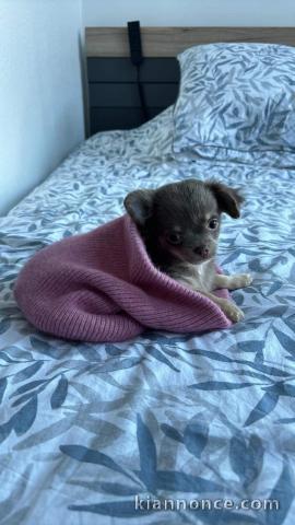 Chiots type chihuahua disponibles 