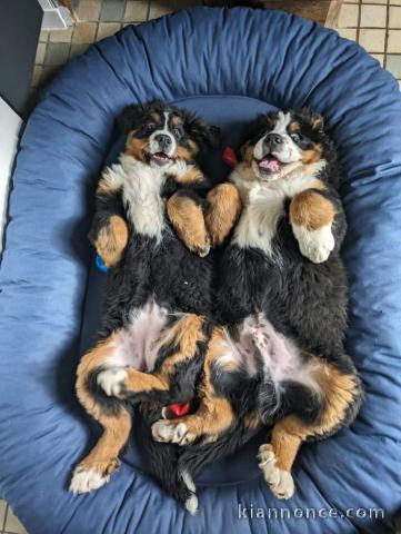 Chiots cavalier king Charles 