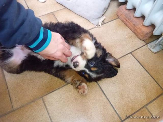 Chiots type bouvier bernois 