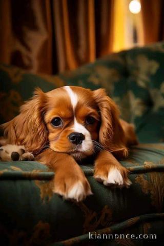 Chiots type cavalier king Charles à adopter 