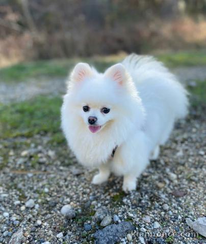 Magnifique chiot spitz nain  à donner.