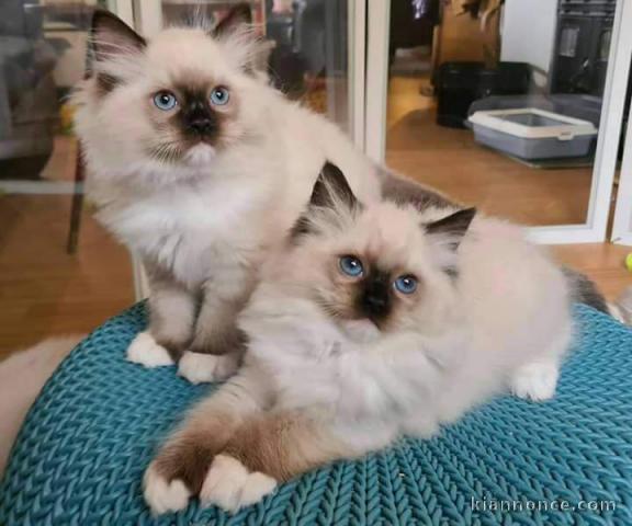 Chatons sacrés briman disponibles pour adoption 