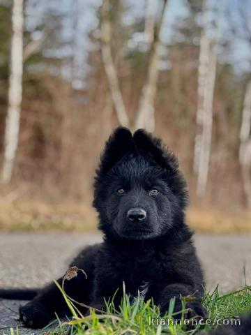 Chiots type berger allemand à adopter 