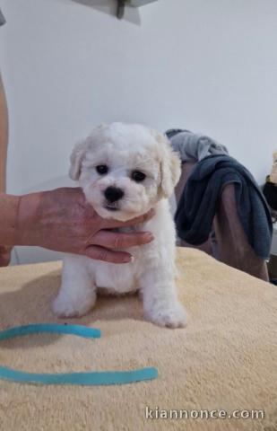 Bichon Frisé chiots à vendre