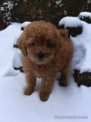 Caniche jouet chiots à vendre