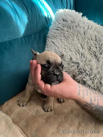 Bulldog français chiots à vendre