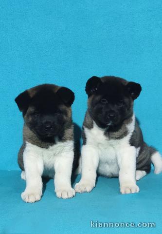 Akita américain chiots à vendre